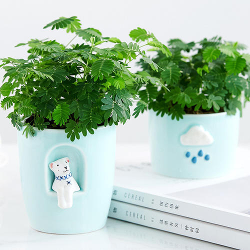 网购的植物好看又好养活的有哪些,网上买什么植物好看好养