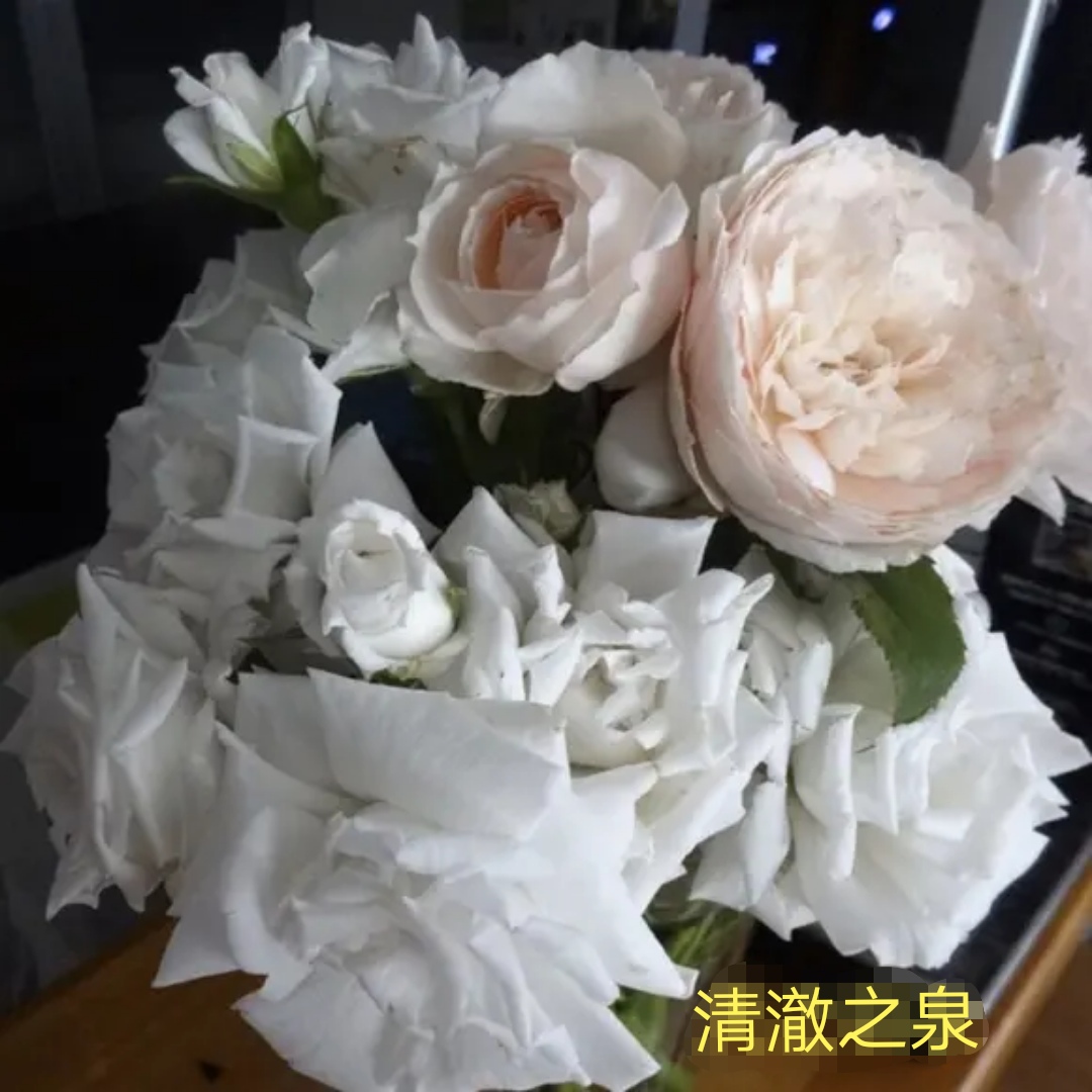 木村卓功推荐的月季,木村卓功月季