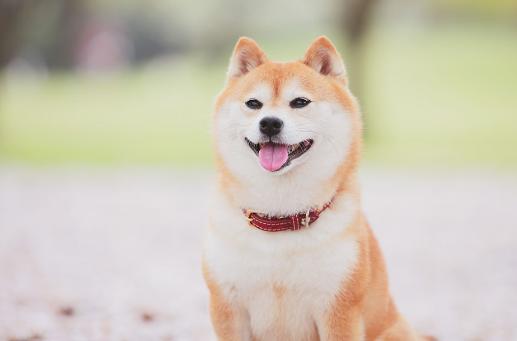 狗狗缺微量元素需要补维生素么,狗狗复合维生素和微量元素的区别