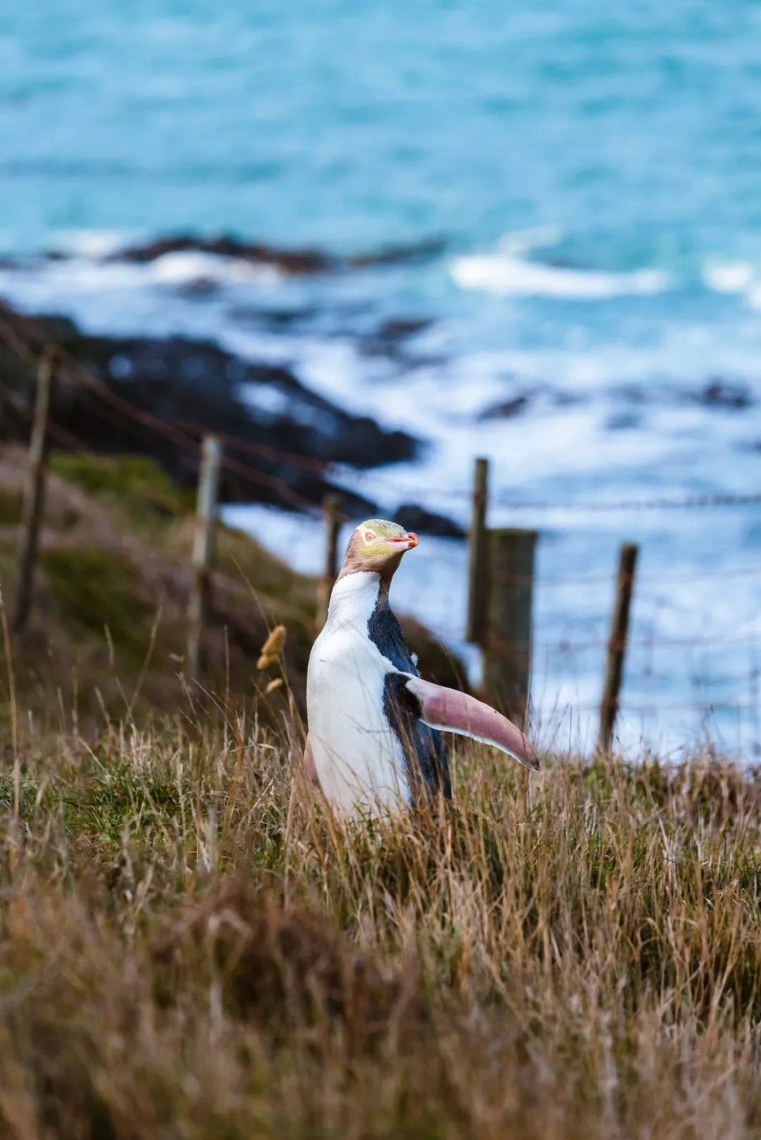新西兰为什么那么发达,新西兰为什么这么牛