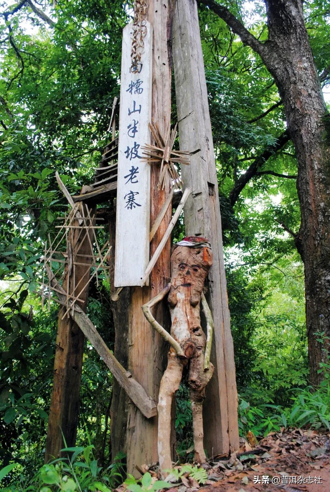 南糯山普洱茶核心产区,南糯山云南农科院茶叶研究所