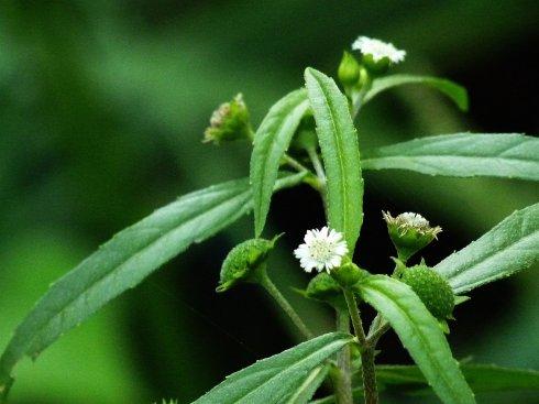 瀹冩槸娌荤櫧鍙戠殑鍏嬫槦,浠讳綍鑽夎嵂閮借兘娌荤櫧鍙戝悧