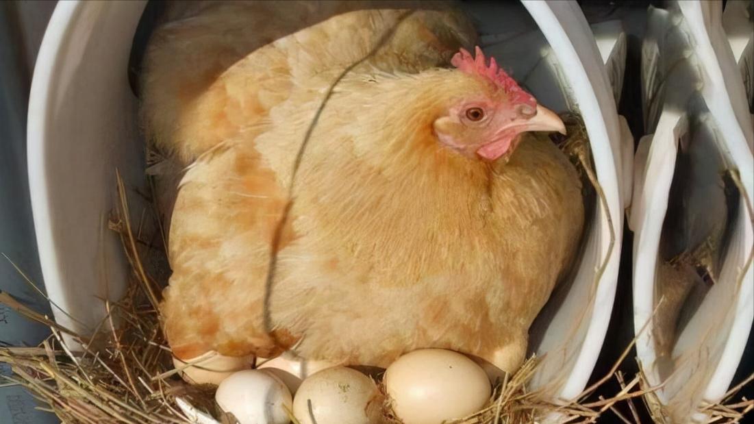 杀鸡时看到鸡皮有疙瘩怎么回事,杀鸡肚子里黄油留着还是扔了