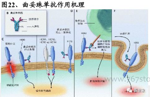 nccn指南胃癌的治疗方案,csco胃癌诊疗指南2023