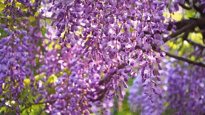 春光恰好清明小长假赏花指南,清明小长假花海