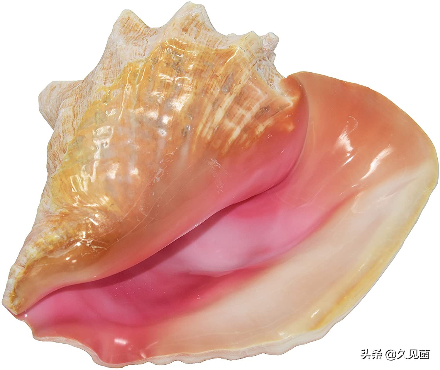 泰国男子海螺里吃出龙珠,泰国司机吃出橙色珠子