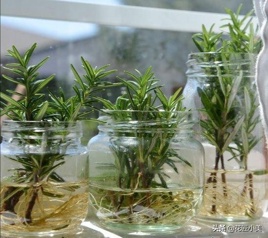 可食用迷迭香盆栽养殖,迷迭香盆栽好养活