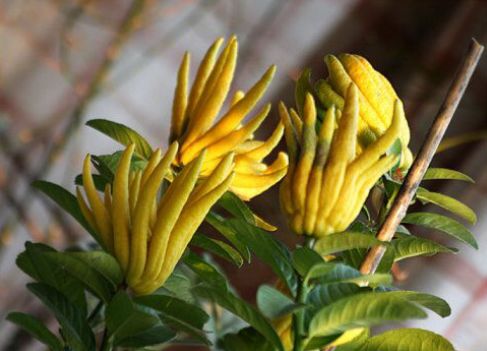 家里养绿萝怎么养才不会死,树状绿萝怎么养才能更旺盛