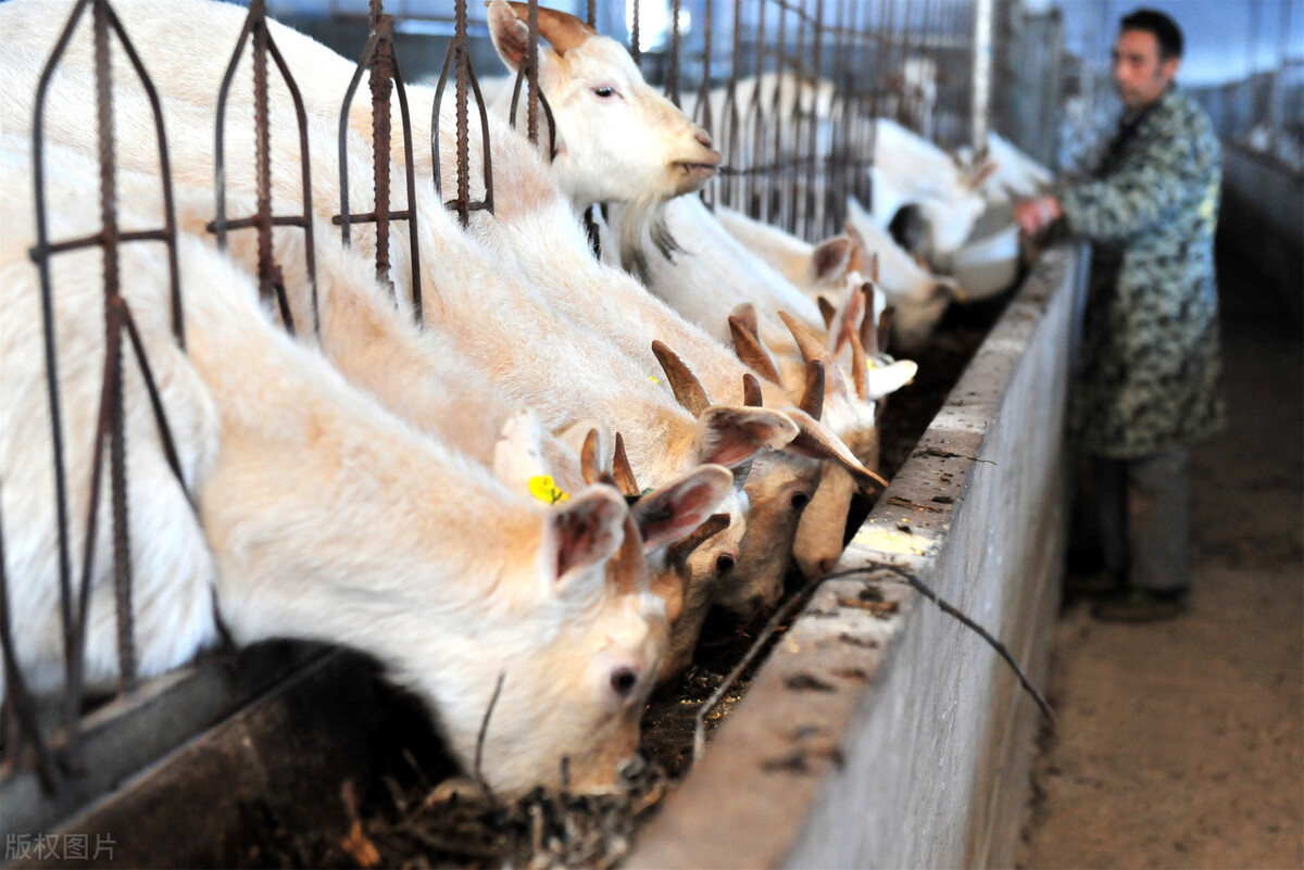 最新养羊舍3米高羊舍怎么建,养羊技术羊舍建造图片