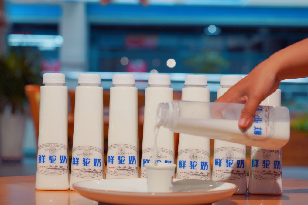 她是滔滔千里黄河的宠儿,阴山之下、河套之上的掌上明珠