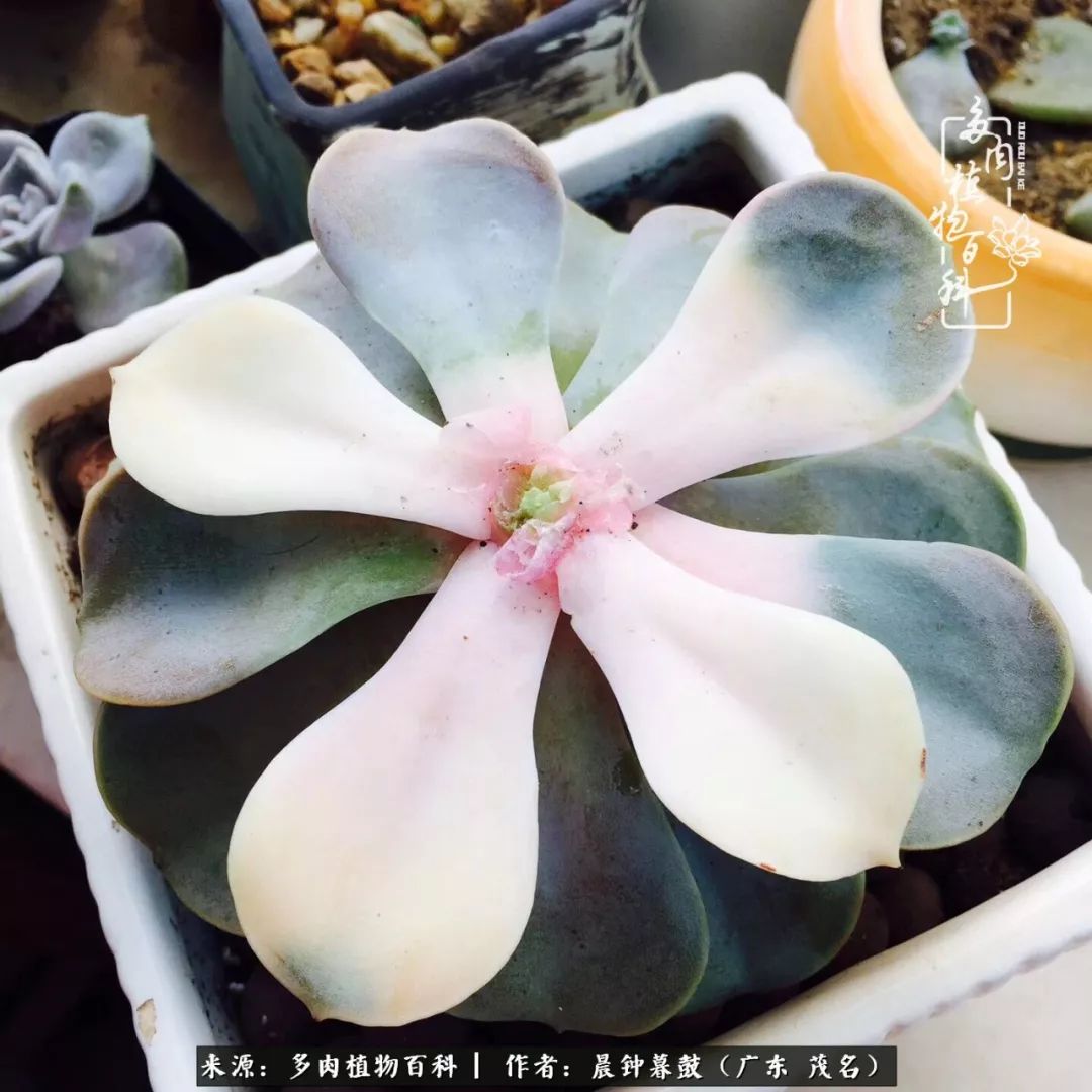 轻轻地告诉你,我的多肉也曾美过,不信你看看