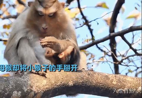 大猴子把小猴子推下悬崖被摔死,动物园猴子被猴子欺负