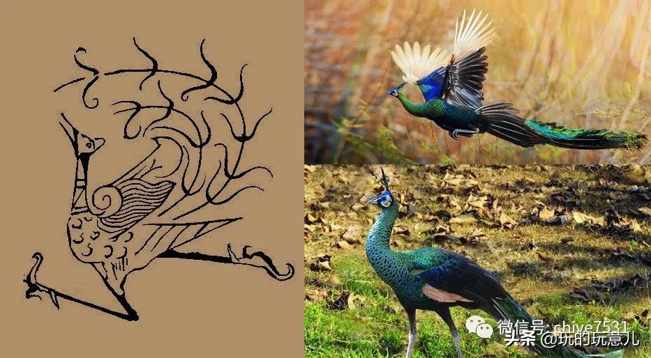 中国画孔雀名作,中国名画孔雀