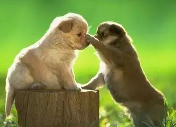 朋友的不同表达,朋友的不同语言表达