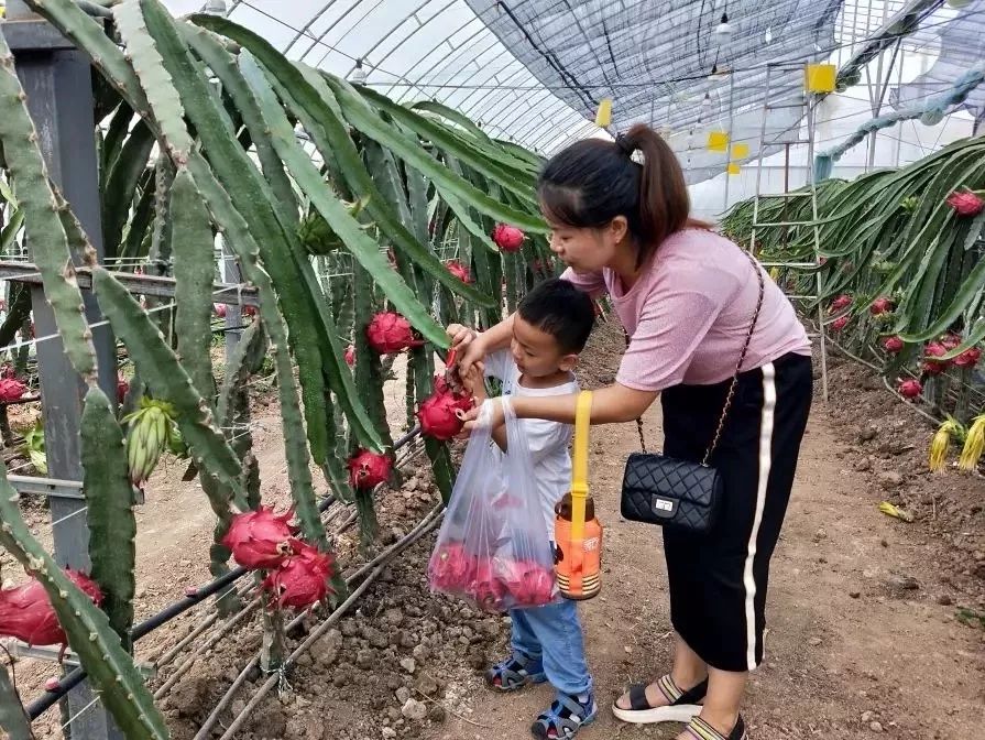 她敢做吃螃蟹第一人，在北方种植火龙果，年收入过百万