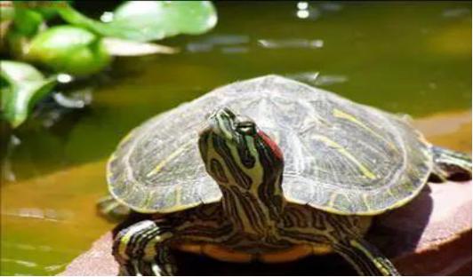 筑牢国门生物安全防线,国门生物安全当好国门卫士