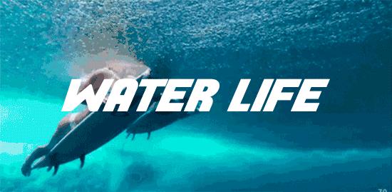 桨板入门动作要领,解锁自制动力桨板新玩法