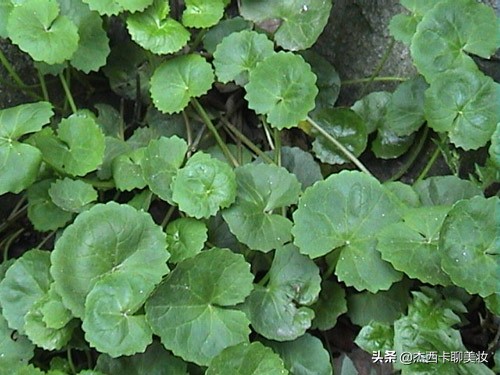 千元内面霜,希思黎赋活保湿乳液评测