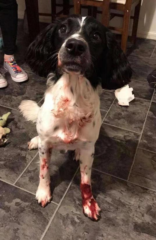 边牧脚趾间红了流脓,边牧脚上是红色的