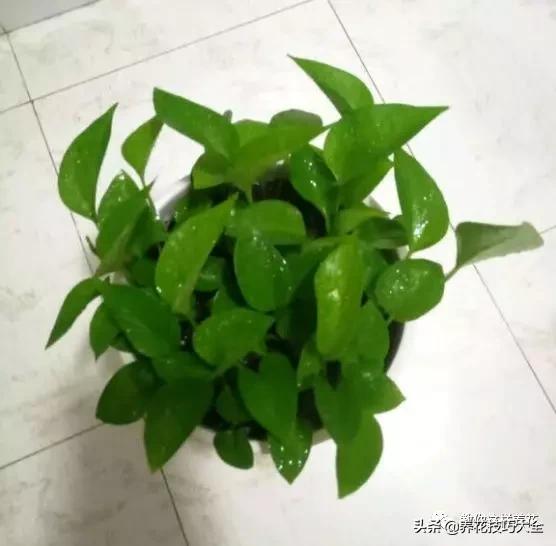 绿萝铜钱草家庭养殖,绿萝发财树黄叶子怎么办呢