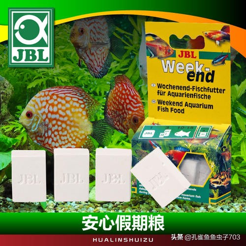 一周不在家孔雀鱼怎么办呢,假期不在家孔雀鱼会不会死