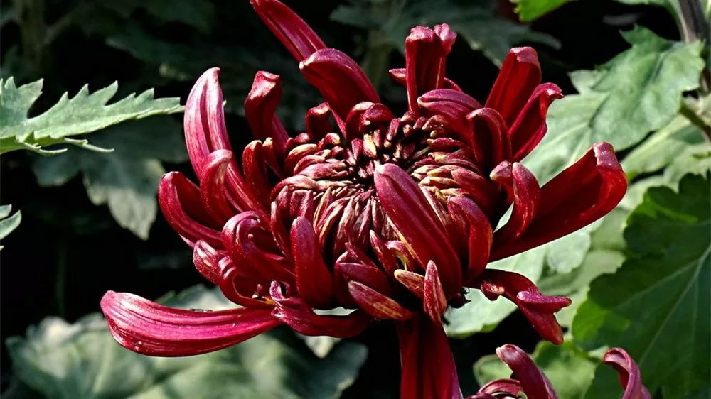 深秋时节的菊花展诗情画意,秋日赏菊30幅菊花图