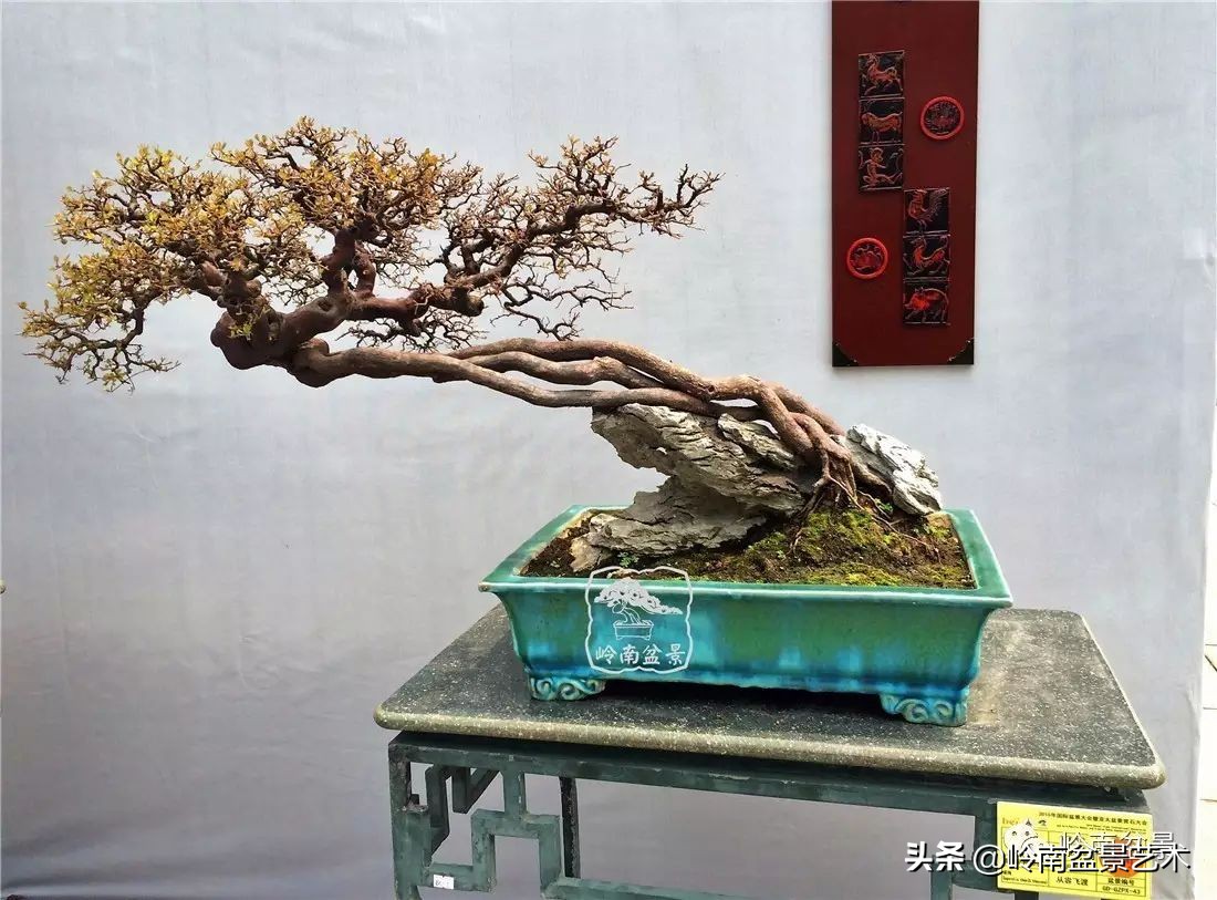 精品雀梅盆景名称,值得收藏的盆景作品欣赏