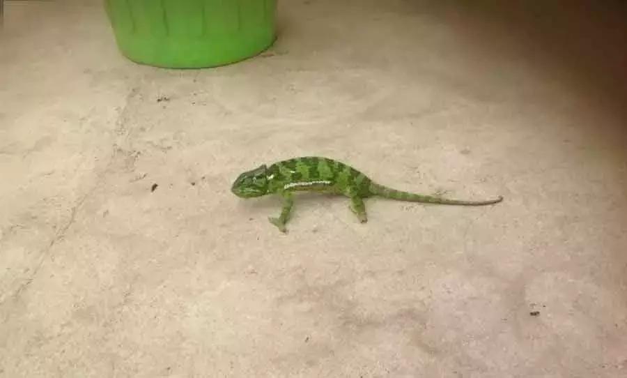 我在非洲开挖机：出门要带AK47，月薪10000+！