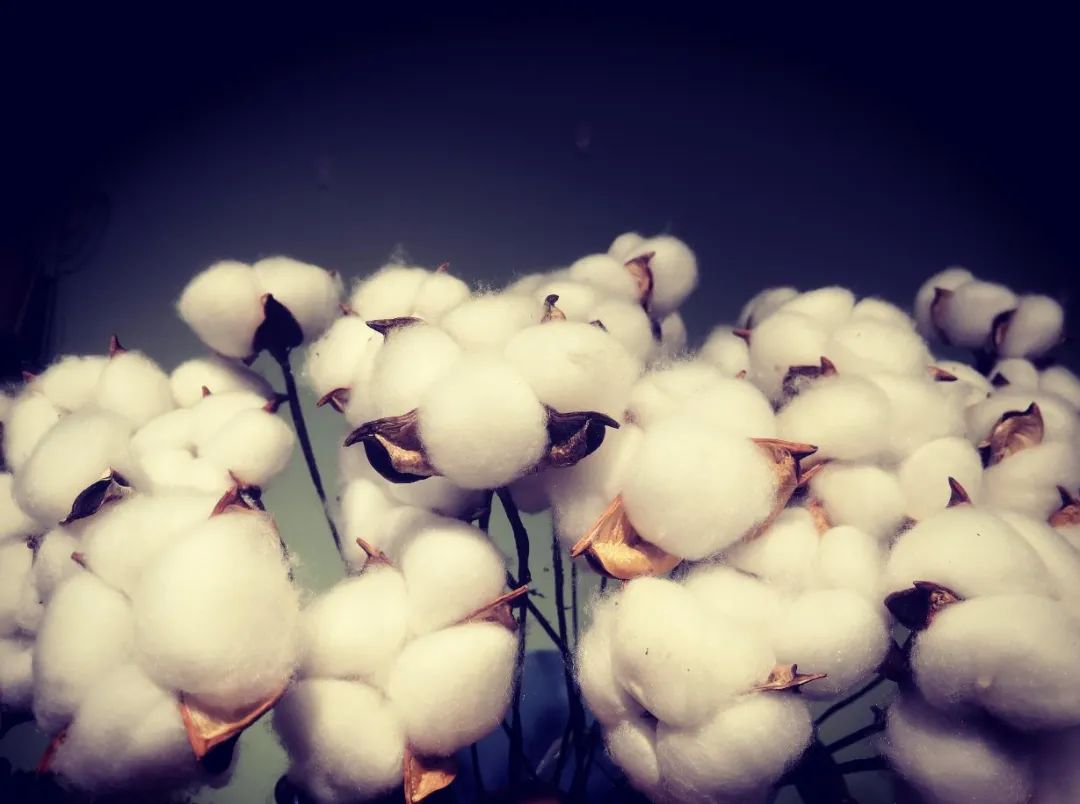 洁玉抗菌全棉毛巾测评,洁玉纯棉大毛巾