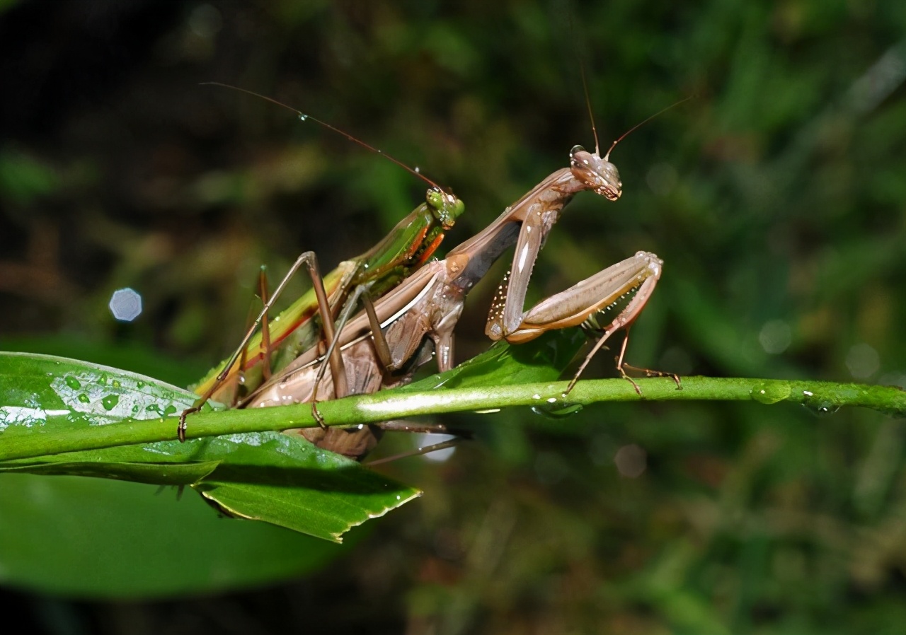 雌性螳螂吃雄性螳螂为什么不反抗,雄螳螂被母螳螂吃掉过程