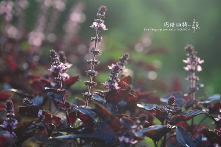 西餐香草大全及用途视频,好吃的西餐料理有哪些