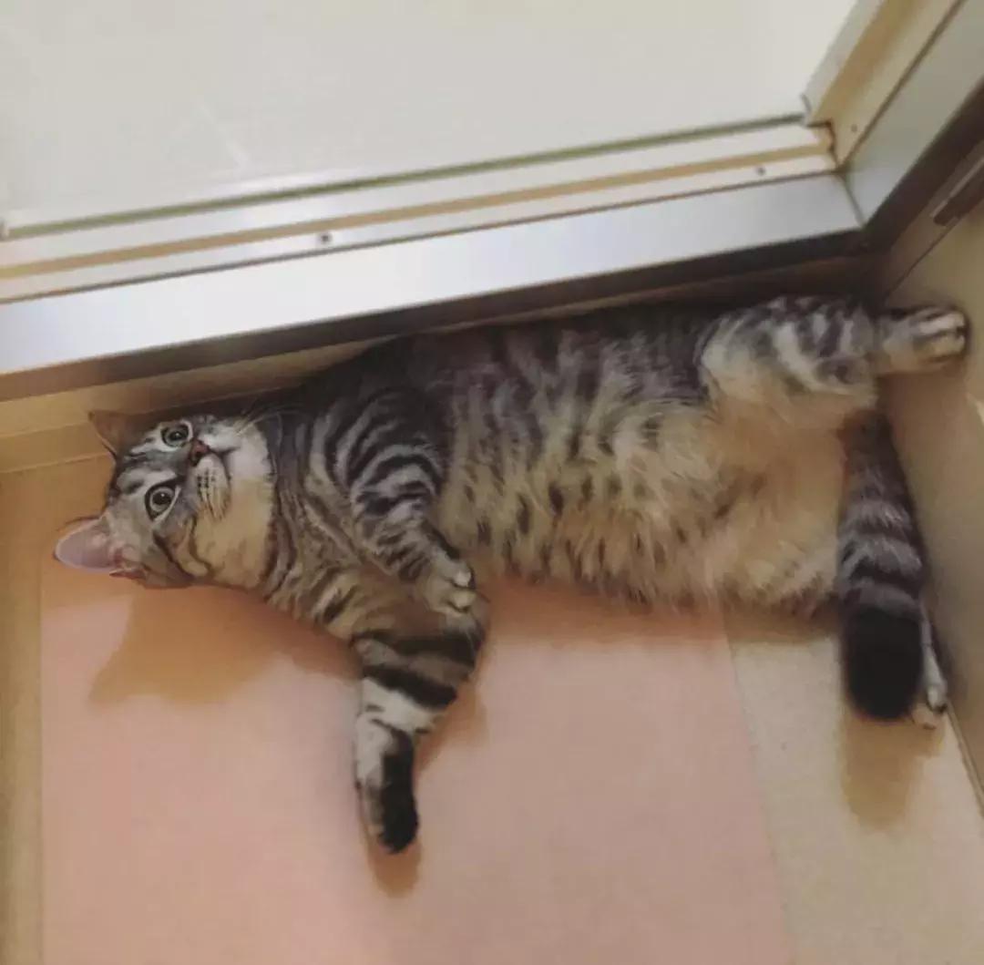 为什么这“一块板子”成了小红书、淘宝爆款？