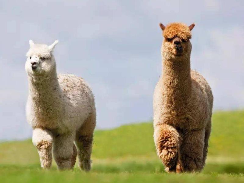 去动物园羊驼不能做的事情,动物园羊驼吐口水