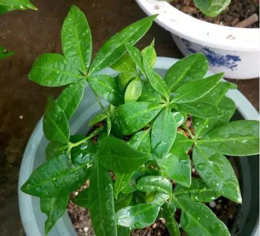 发财树水浇多了有点烂根怎么办呀,发财树水浇多了死了怎么救活