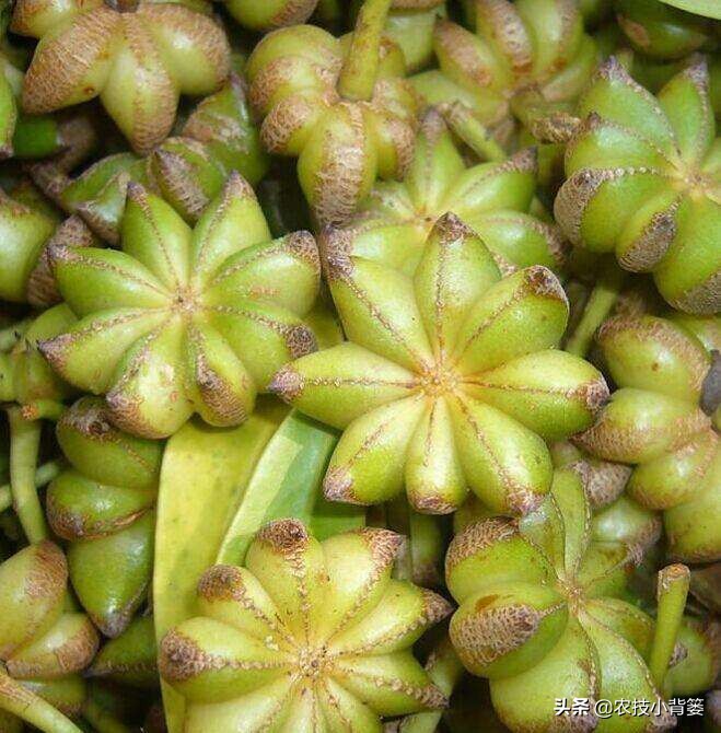 八角的种植条件及技术要点有哪些,八角种植要么不种要么精种