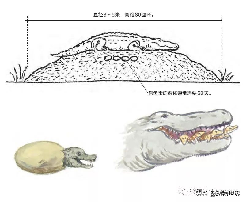 手绘动物地图,探索大自然手绘画