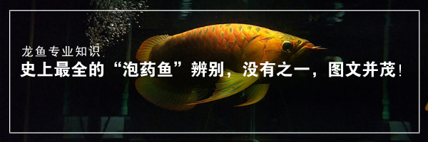 泡药龙鱼,龙鱼药泡鱼和正常鱼的区别
