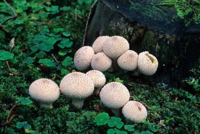 真菌是一类什么样的生物呢？真菌究竟是植物还是动物呢？