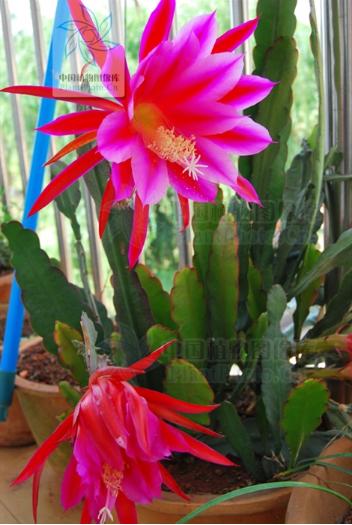 长着叶的模样,干着叶的活,为什么不给它叶的名分