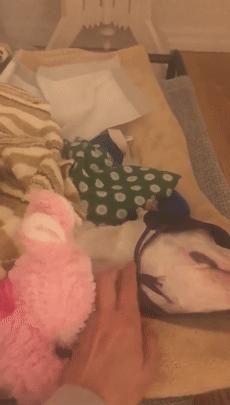 比特犬终于健康了视频,比特犬得了细菌性皮肤病