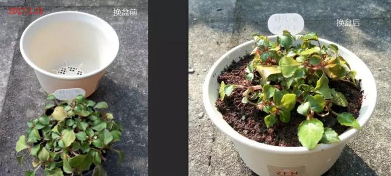 我是这样开爆的，1盆非洲凤仙3年奋斗史，看完你也试试