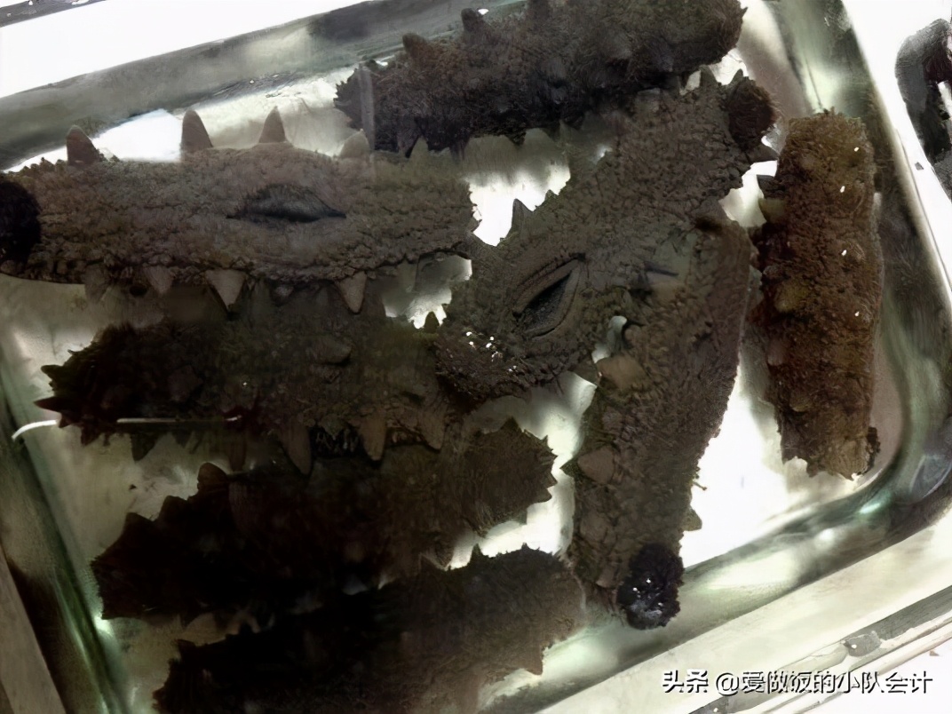 海参怎么发又大又好,海边的海参怎么泡发