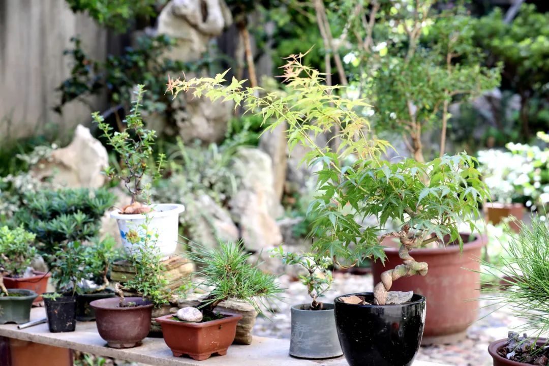 羡慕!快来看看江阴申港街道这些“美丽”榜样