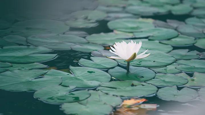 大秦帝国之裂变张仪与秦王,张仪的连横和苏秦合纵为什么成功