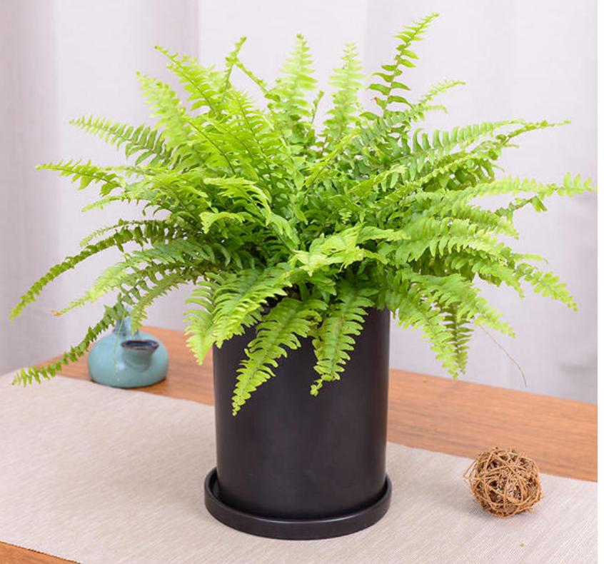 网购的植物好看又好养活的有哪些,网上买什么植物好看好养