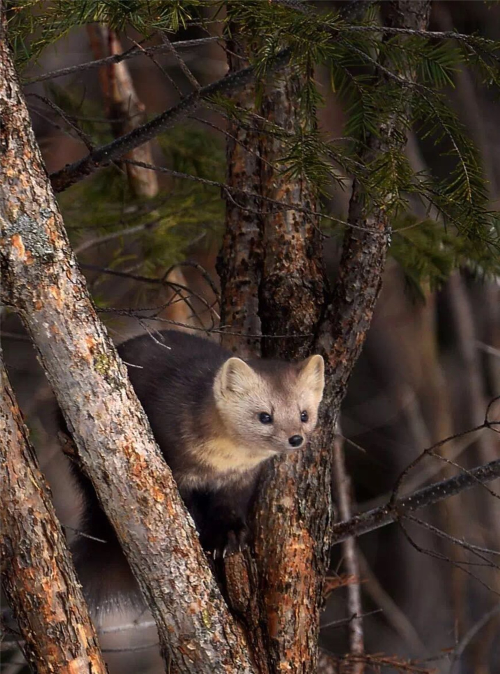 紫貂和紫貂宝宝,罕见紫貂现身长白山