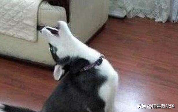 狗子半夜学狼嚎是什么意思,狗狗晚上学狼叫是什么预兆