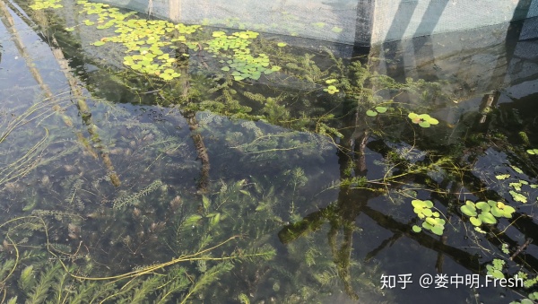 正宗阳澄湖大闸蟹几月份可以吃到,阳澄湖大闸蟹一般什么季节比较好