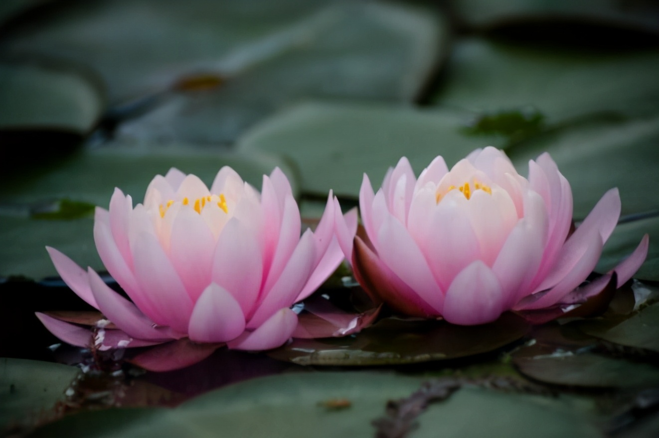 盆养睡莲的养殖方法,盆养睡莲