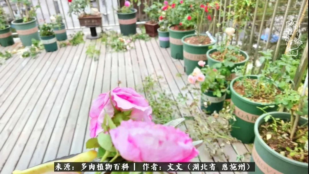 夏季多肉花园图片,初夏多肉花园